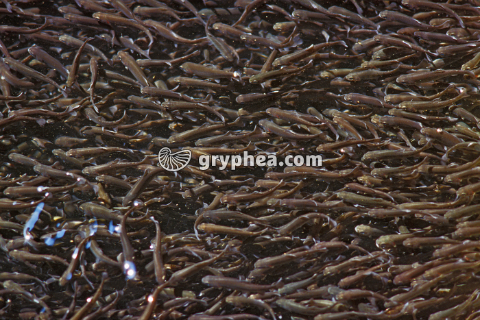 Truite - Alevins de truite arc-en-ciel en bassin de grossissement - gryphea.com